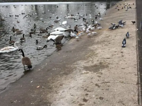 More Wildfowl Die as Situation on the Crammer is Debated