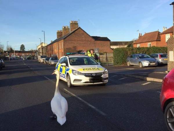 Swan Dies in Road Accident at The Crammer