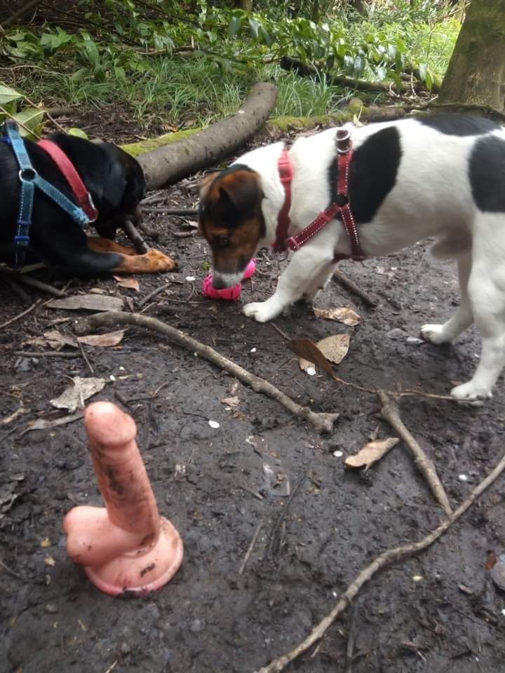 Lost Dildo in Quakers Walk Needs Reuniting with Owner!